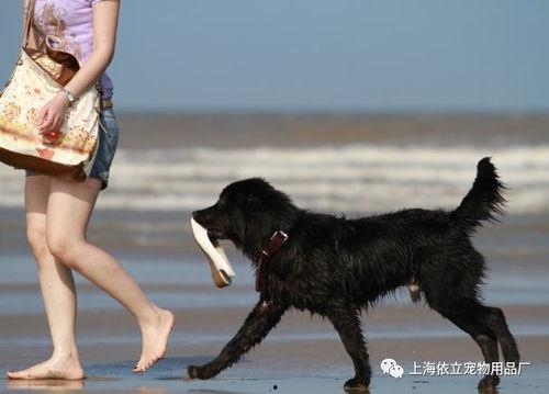 伤害狗的爆料新闻,残忍行径引发社会公愤  第3张